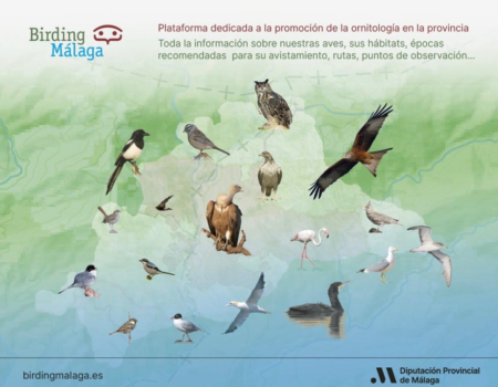 Birding Málaga: La plataforma oficial para conocer las aves de la provinciaBirding Málaga ofrece rutas y puntos de observación de aves en todo el territorio.